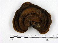 登錄號:F0008802藏品圖，第1張