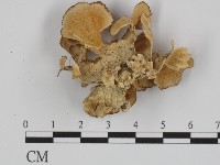 附毛菌屬藏品圖，第3張