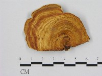 相鄰小孔菌藏品圖，第1張