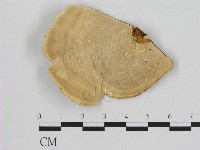 相鄰小孔菌藏品圖，第3張