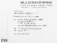 血紅密孔菌藏品圖，第2張