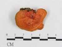 血紅密孔菌藏品圖，第1張