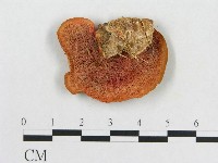 血紅密孔菌藏品圖，第3張