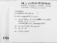 血紅密孔菌藏品圖，第2張