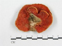 血紅密孔菌藏品圖，第1張