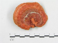 血紅密孔菌藏品圖，第3張