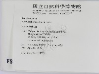 絲皮菌屬藏品圖，第2張