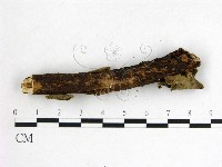 木耳屬藏品圖，第3張