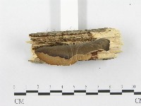 多孔菌屬藏品圖，第3張