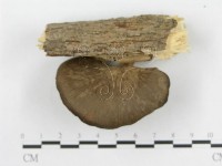 多孔菌屬藏品圖，第4張