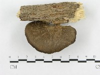 多孔菌屬藏品圖，第5張