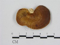 小孔菌屬藏品圖，第1張