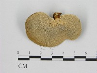 小孔菌屬藏品圖，第3張