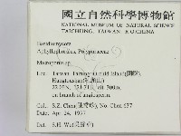 小孔菌屬藏品圖，第2張