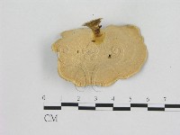 小孔菌屬藏品圖，第3張