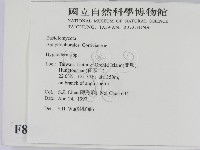 絲皮菌屬藏品圖，第2張