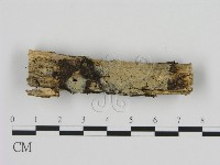 絲皮菌屬藏品圖，第1張