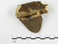 多孔菌屬藏品圖，第1張