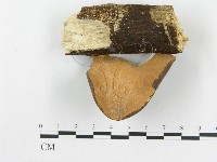 多孔菌屬藏品圖，第3張