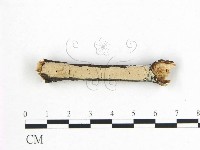 登錄號:F0008827藏品圖，第4張