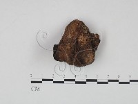 登錄號:F0008829藏品圖，第3張