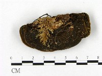 登錄號:F0008831藏品圖，第1張