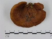 登錄號:F0008833藏品圖，第1張