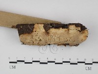 登錄號:F0008835藏品圖，第3張