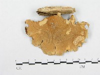 多孔菌屬藏品圖，第3張