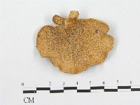 多孔菌屬藏品圖，第3張