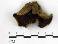 毛木耳藏品圖，第1張