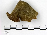 毛木耳藏品圖，第3張