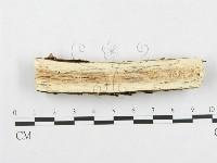 孔韌菌屬藏品圖，第4張