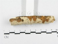 孔韌菌屬藏品圖，第5張