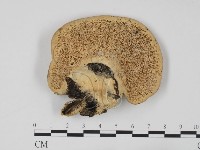 登錄號:F0008849藏品圖，第1張