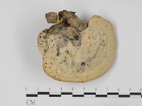 登錄號:F0008849藏品圖，第3張