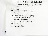 木耳屬藏品圖，第2張