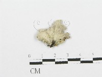 裂褶菌藏品圖，第1張