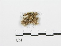 裂褶菌藏品圖，第3張