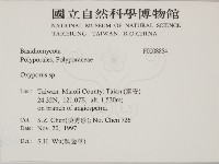 銳孔菌屬藏品圖，第2張