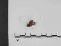登錄號:F0008858藏品圖，第3張