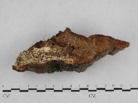 登錄號:F0008859藏品圖，第5張