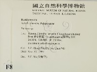 韌革菌屬藏品圖，第2張