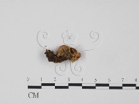 韌革菌屬藏品圖，第1張