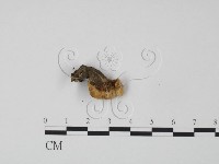 韌革菌屬藏品圖，第3張