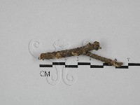 登錄號:F0008861藏品圖，第1張