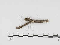 登錄號:F0008861藏品圖，第4張