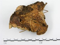 登錄號:F0008862藏品圖，第1張