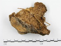 登錄號:F0008862藏品圖，第3張