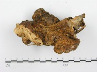 登錄號:F0008862藏品圖，第4張